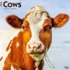 2025 Calendars|BrownTrout 2025 Cows 12" x 12" Monthly Wall Calendar (9781975476892)