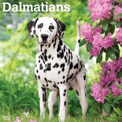 2025 Calendars|BrownTrout 2025 Dalmatians 12" x 24" Monthly Square Wall Calendar, (9781975478117)