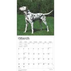 2025 Calendars|BrownTrout 2025 Dalmatians 12