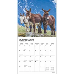 2025 Calendars|BrownTrout 2025 Donkeys 12