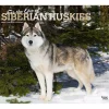 2025 Calendars|BrownTrout 2025 For the Love of Siberian Huskies 7" x 12" Monthly Wall Calendar (9781975473082)