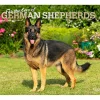 2025 Calendars|BrownTrout 2025 For the Love of German Shepherds 7" x 12" Monthly Wall Calendar (9781975473037)