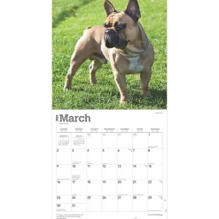 2025 Calendars|BrownTrout 2025 French Bulldogs 12