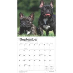 2025 Calendars|BrownTrout 2025 French Bulldogs 12