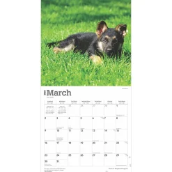 2025 Calendars|BrownTrout 2025 German Shepherd Puppies 12