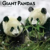 2025 Calendars|BrownTrout 2025 Giant Pandas 12" x 12" Monthly Wall Calendar (9781975474843)