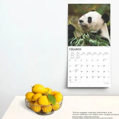 2025 Calendars|BrownTrout 2025 Giant Pandas 12