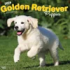 2025 Calendars|BrownTrout 2025 Golden Retriever Puppies 12" x 12" Monthly Square Wall Calendar (9781975477066)
