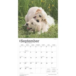 2025 Calendars|BrownTrout 2025 Golden Retriever Puppies 12