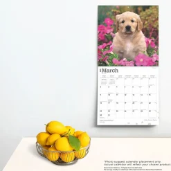 2025 Calendars|BrownTrout 2025 Golden Retriever Puppies 12
