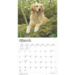 2025 Calendars|BrownTrout 2025 Golden Retrievers 12