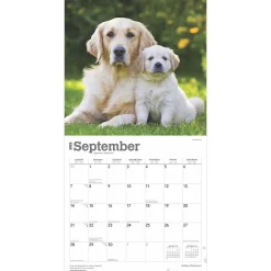 2025 Calendars|BrownTrout 2025 Golden Retrievers 12