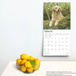 2025 Calendars|BrownTrout 2025 Golden Retrievers 12