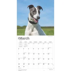2025 Calendars|BrownTrout 2025 Greyhounds 12
