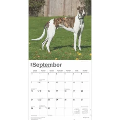 2025 Calendars|BrownTrout 2025 Greyhounds 12