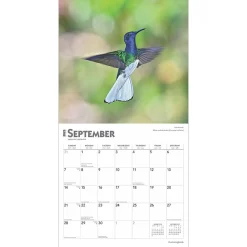 2025 Calendars|BrownTrout 2025 Hummingbirds 12