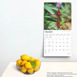 2025 Calendars|BrownTrout 2025 Hummingbirds 12