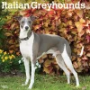 2025 Calendars|BrownTrout 2025 Italian Greyhounds 12" x 12" Monthly Wall Calendar (9781975478308)