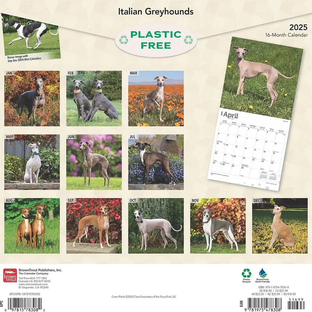 2025 Calendars|BrownTrout 2025 Italian Greyhounds 12" x 12" Monthly Wall Calendar (9781975478308)