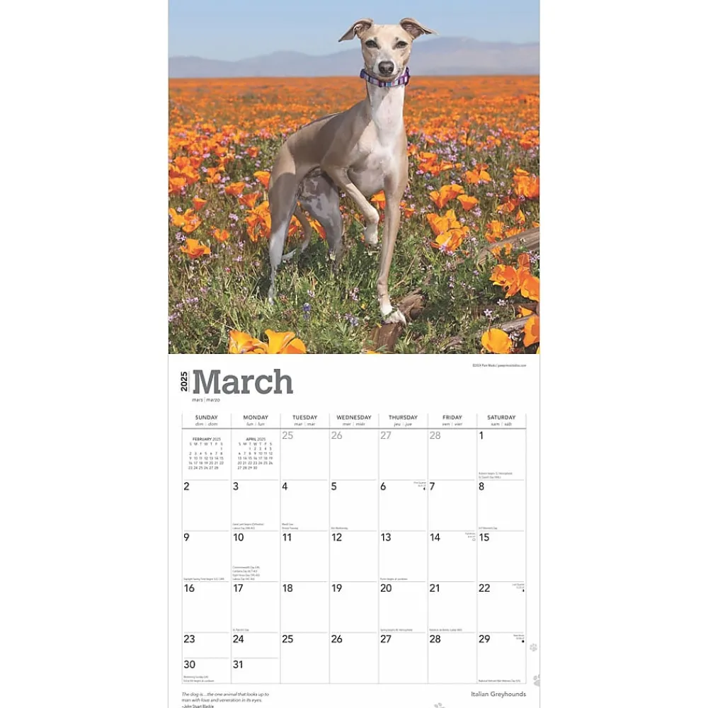 2025 Calendars|BrownTrout 2025 Italian Greyhounds 12" x 12" Monthly Wall Calendar (9781975478308)