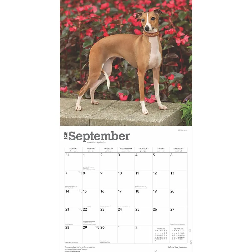 2025 Calendars|BrownTrout 2025 Italian Greyhounds 12" x 12" Monthly Wall Calendar (9781975478308)