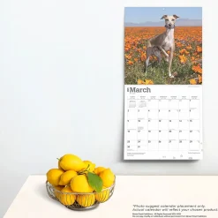 2025 Calendars|BrownTrout 2025 Italian Greyhounds 12