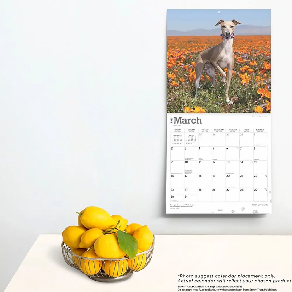 2025 Calendars|BrownTrout 2025 Italian Greyhounds 12" x 12" Monthly Wall Calendar (9781975478308)