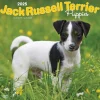 2025 Calendars|BrownTrout 2025 Jack Russell Terrier Puppies 12" x 12" Monthly Wall Calendar (9781975477226)