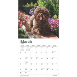 2025 Calendars|BrownTrout 2025 Labradoodles 12