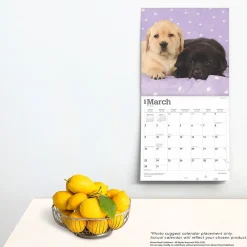 2025 Calendars|BrownTrout 2025 Labrador Retriever Puppies 12