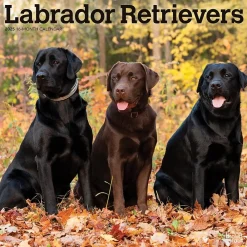 2025 Calendars|BrownTrout 2025 Labrador Retrievers 12" x 12" Monthly Wall Calendar (9781975477332)