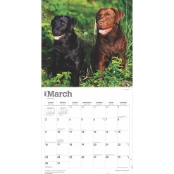 2025 Calendars|BrownTrout 2025 Labrador Retrievers 12