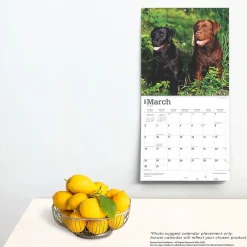 2025 Calendars|BrownTrout 2025 Labrador Retrievers 12