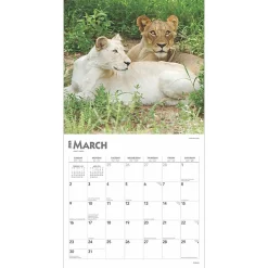 2025 Calendars|BrownTrout 2025 Lions 12