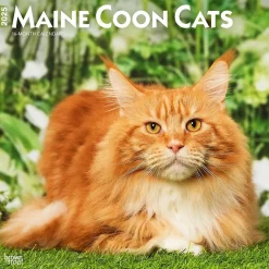 2025 Calendars|BrownTrout 2025 Maine Coon Cats 12" x 24" Monthly Square Wall Calendar, (9781975477387)