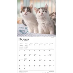 2025 Calendars|BrownTrout 2025 Maine Coon Cats 12