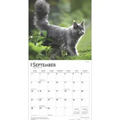 2025 Calendars|BrownTrout 2025 Maine Coon Cats 12