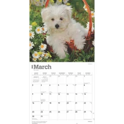 2025 Calendars|BrownTrout 2025 Maltese 12