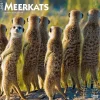 2025 Calendars|BrownTrout 2025 Meerkats 12" x 12" Monthly Square Wall Calendar (9781975475215)