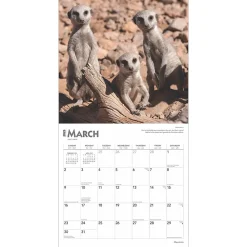 2025 Calendars|BrownTrout 2025 Meerkats 12
