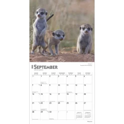 2025 Calendars|BrownTrout 2025 Meerkats 12