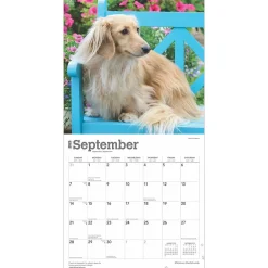 2025 Calendars|BrownTrout 2025 Miniature Dachshunds 12