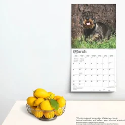 2025 Calendars|BrownTrout 2025 Miniature Dachshunds 12