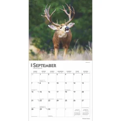2025 Calendars|BrownTrout 2025 Monster Bucks 12