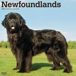 2025 Calendars|BrownTrout 2025 Newfoundlands 12" x 12" Monthly Wall Calendar (9781975477479)