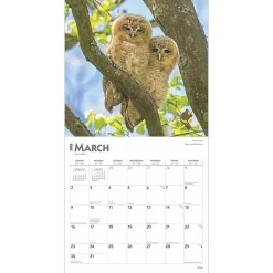 2025 Calendars|BrownTrout 2025 Owls 12