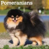 2025 Calendars|BrownTrout 2025 Pomeranians 12" x 12" Monthly Wall Calendar (9781975477530)