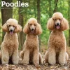 2025 Calendars|BrownTrout 2025 Poodles 12" x 12" Monthly Wall Calendar (9781975477547)