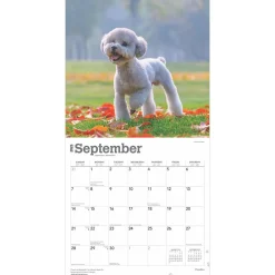 2025 Calendars|BrownTrout 2025 Poodles 12