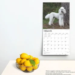 2025 Calendars|BrownTrout 2025 Poodles 12
